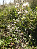 Plancia ëd Erigeron acris subsp. acris