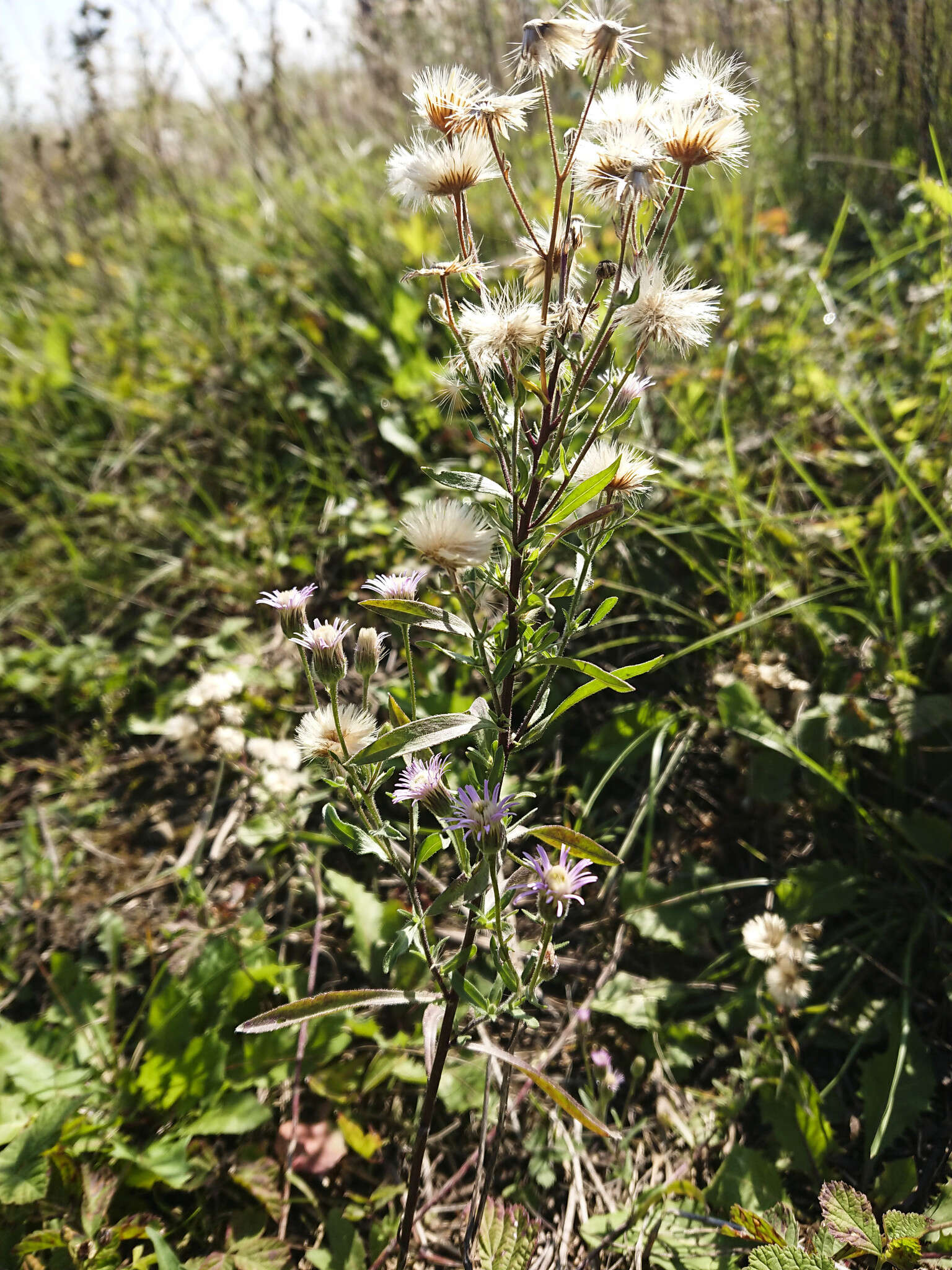 Plancia ëd Erigeron acris subsp. acris