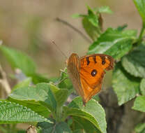 Imagem de Junonia almana Linnaeus 1758