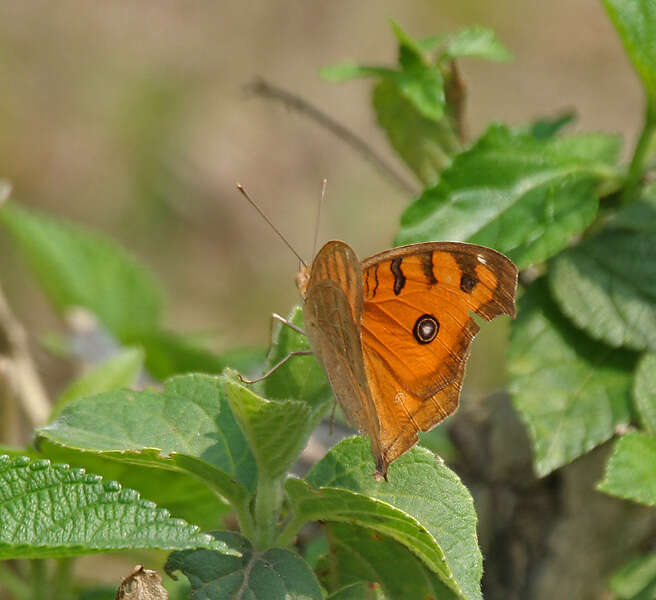 Imagem de Junonia almana Linnaeus 1758