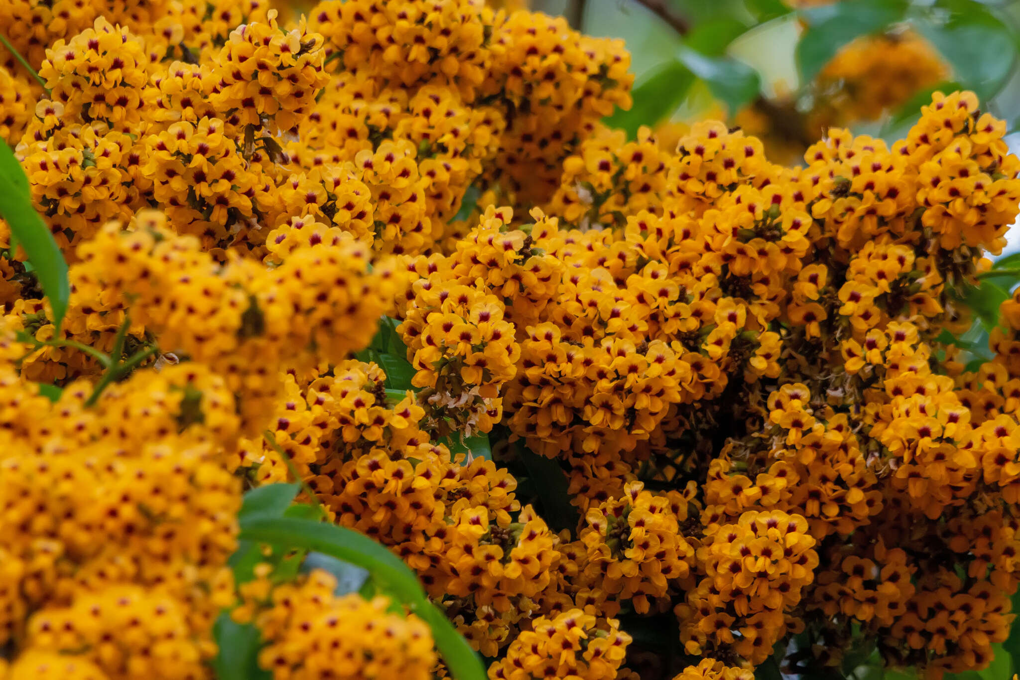 Image of Pterocarpus violaceus Vogel