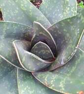 Image of Gasteria excelsa Baker