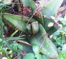 Image of Gasteria excelsa Baker