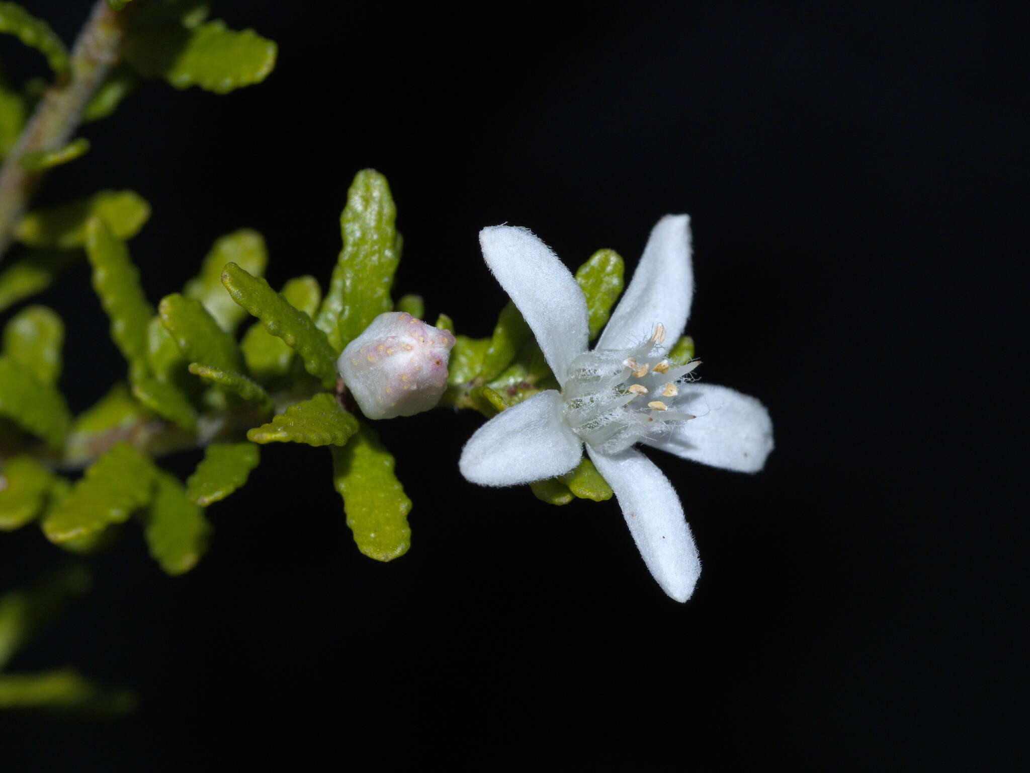 Image of Philotheca difformis subsp. smithiana (Benth.) Paul G. Wilson