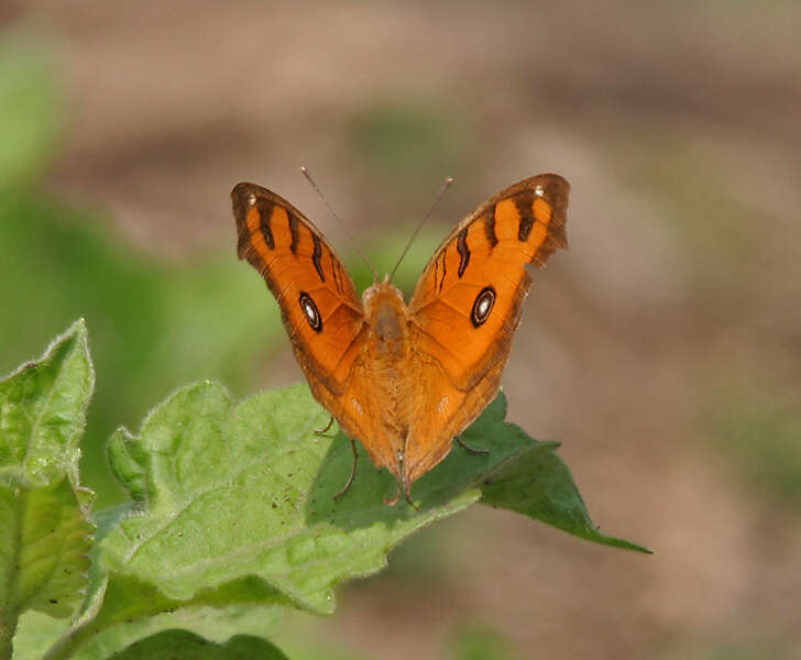 Imagem de Junonia almana Linnaeus 1758