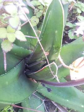 Image of Gasteria excelsa Baker