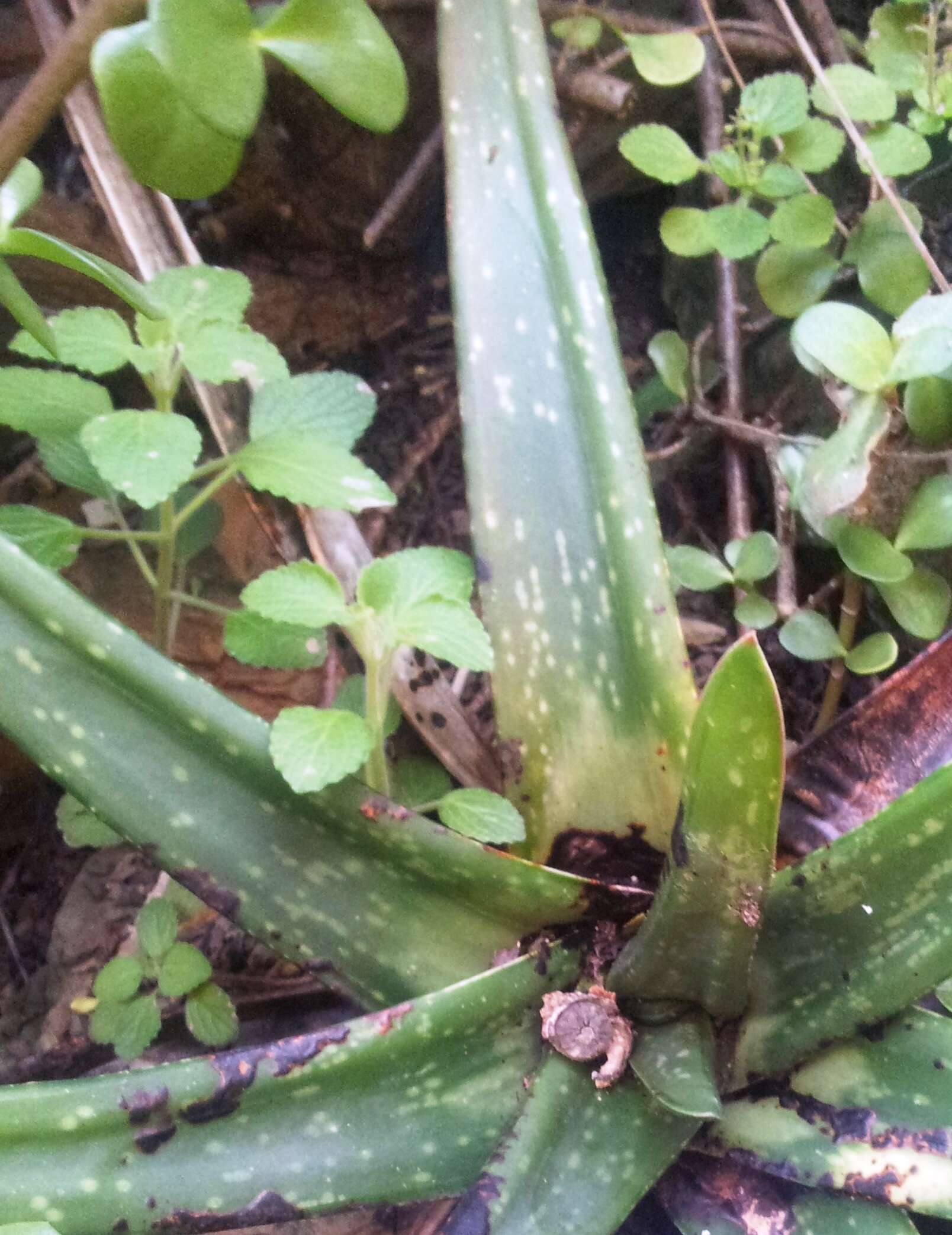 Image of Gasteria excelsa Baker