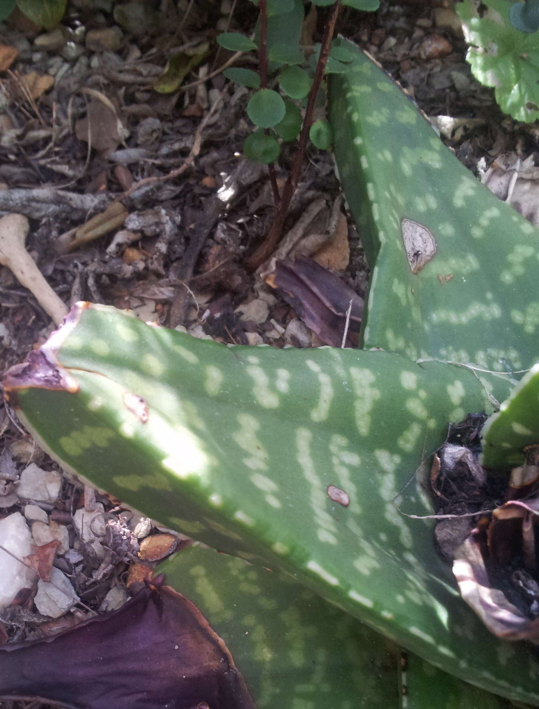 Image of Gasteria excelsa Baker