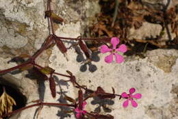 Image of Saponaria calabrica Guss.