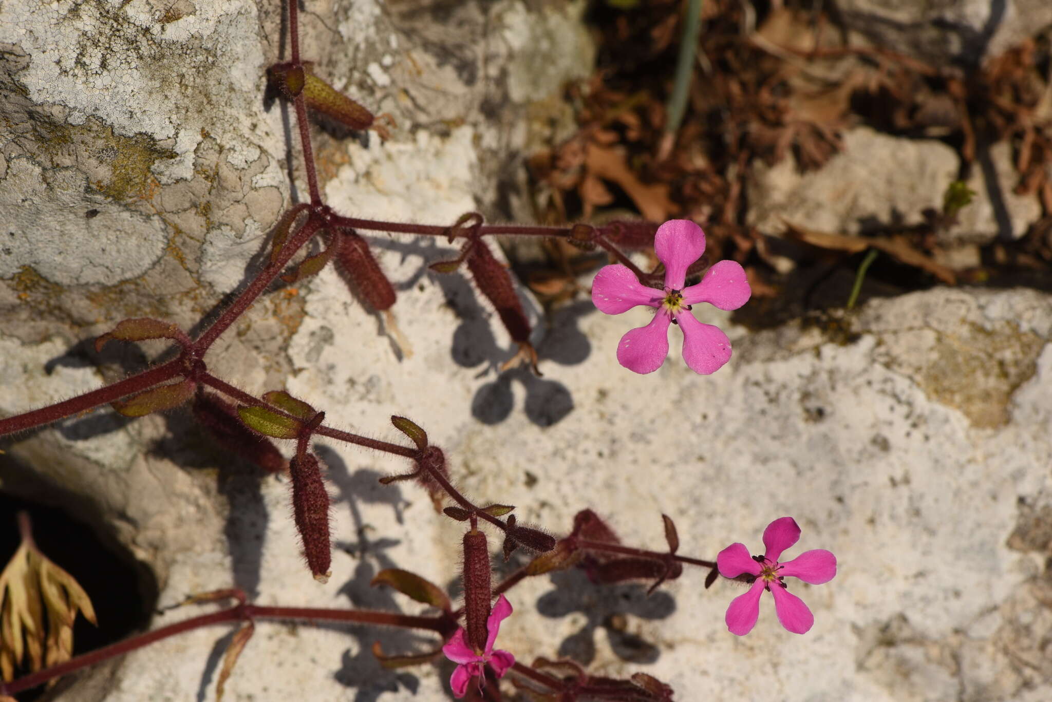 Image of Saponaria calabrica Guss.