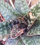 Image of Gasteria excelsa Baker