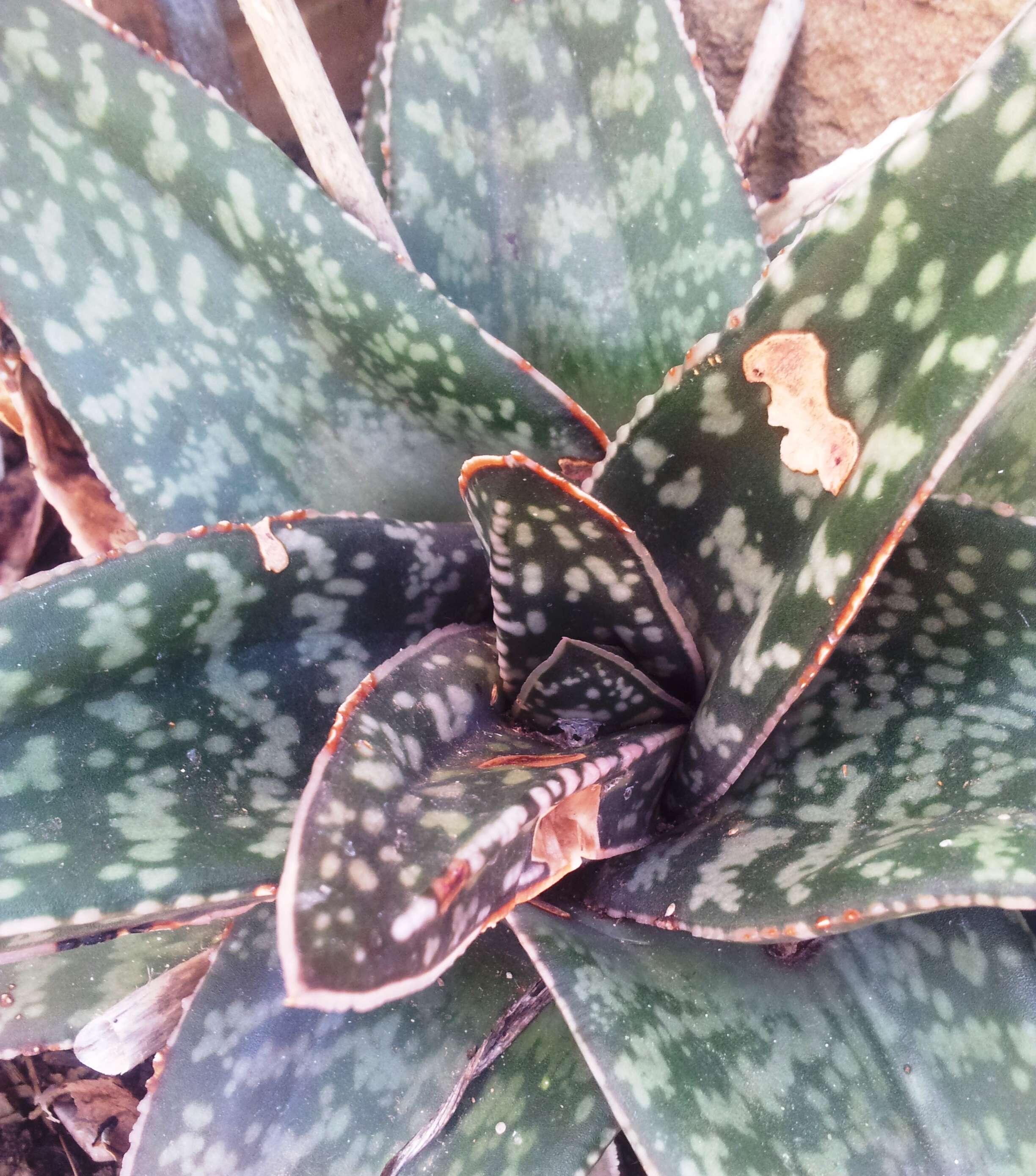 Image of Gasteria excelsa Baker