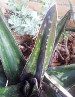 Image of Gasteria excelsa Baker