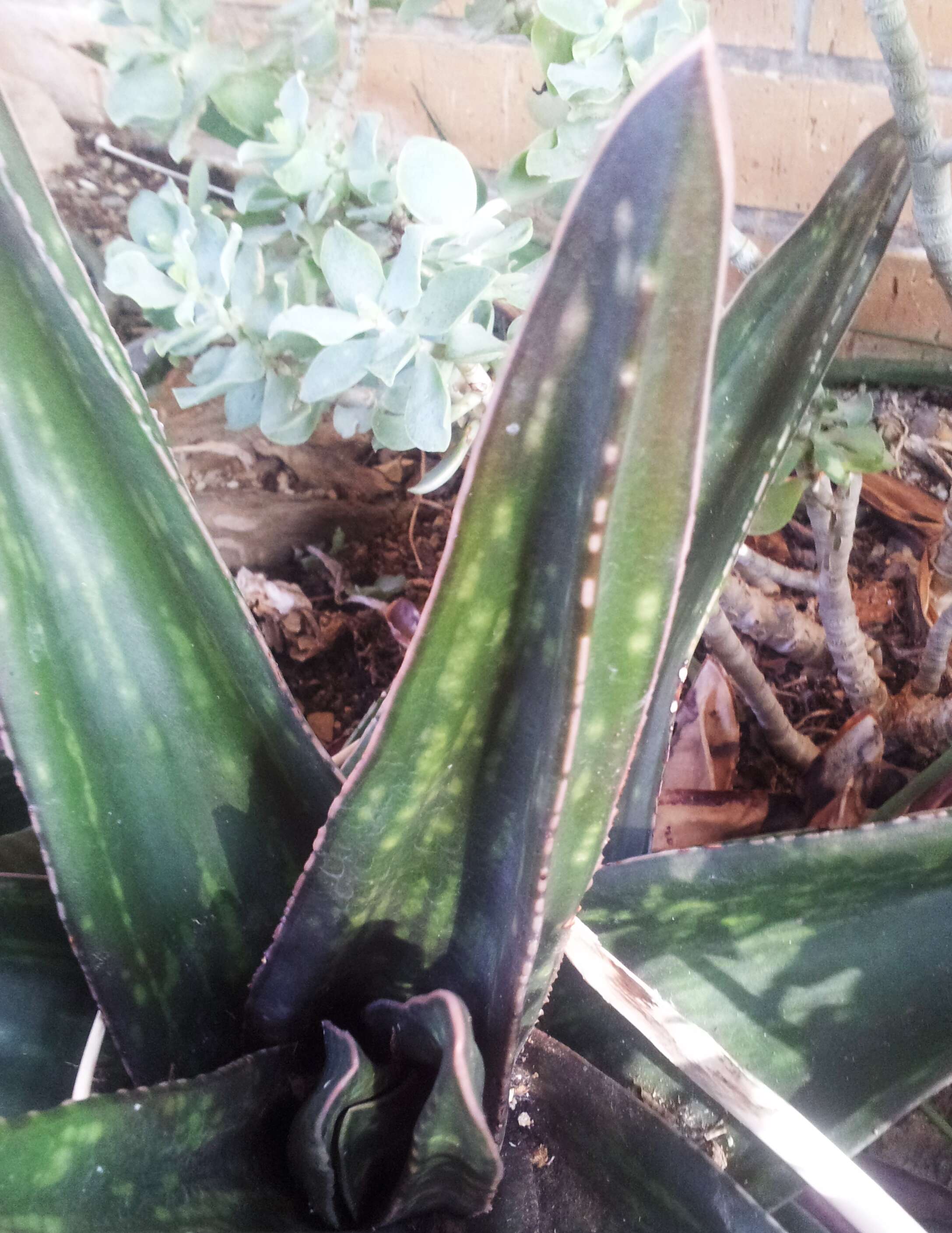 Image of Gasteria excelsa Baker