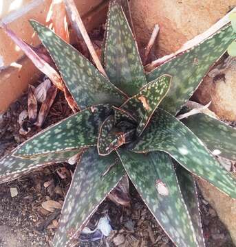 Image of Gasteria excelsa Baker