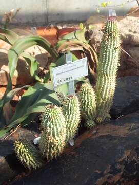 Image of Hoodia