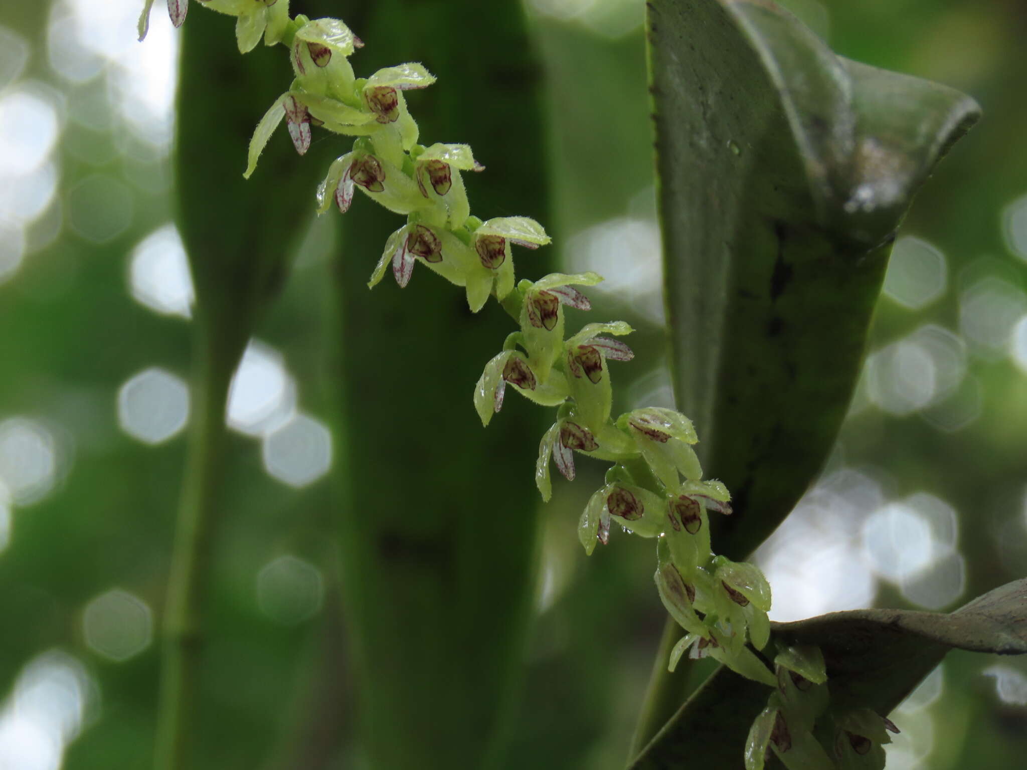 Imagem de Stelis galeata (Lindl.) Pridgeon & M. W. Chase