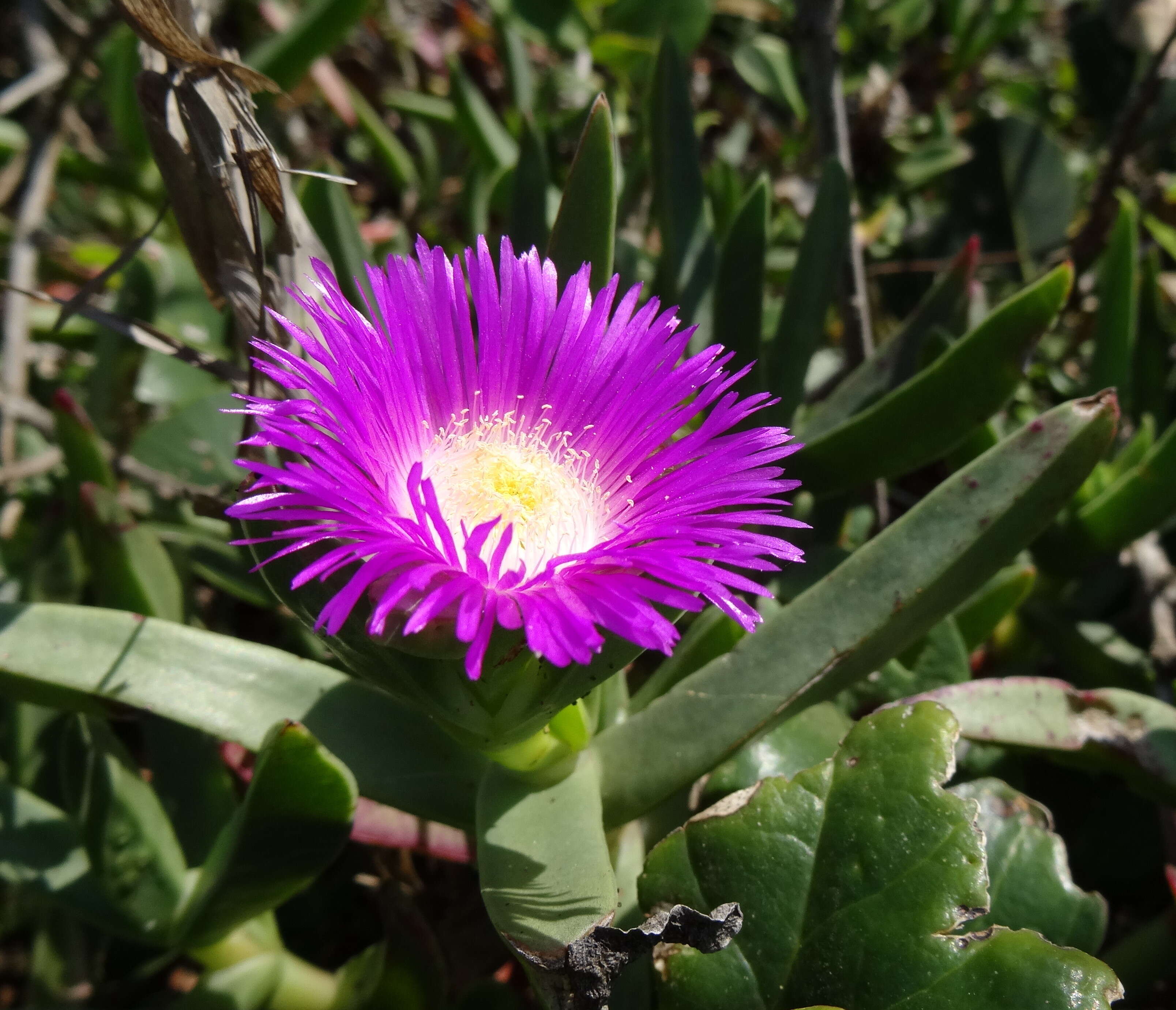 Image of Carpobrotus dimidiatus (Haw.) L. Bol.