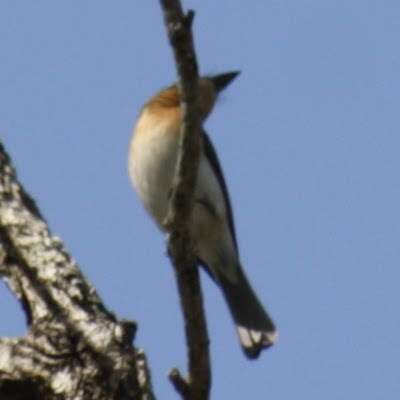 Image of Leaden Flycatcher