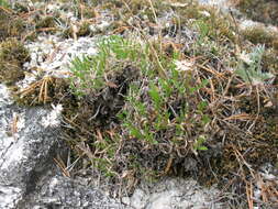 Image of Aster eremophilus Bunge