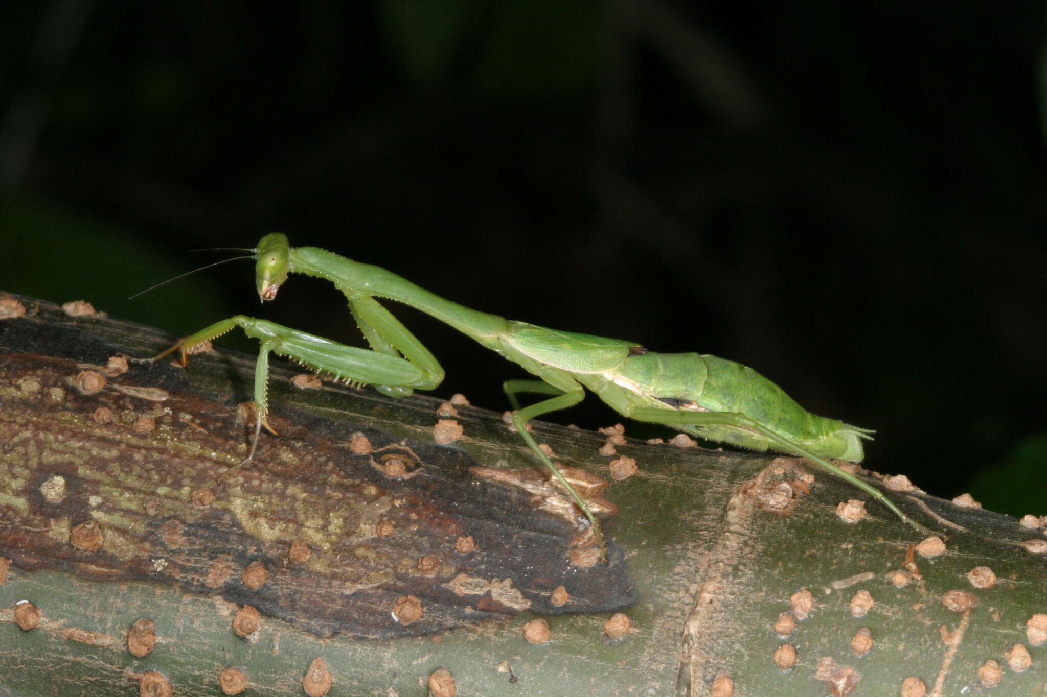 Image of Stagmomantis nahua Saussure 1869