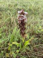 Image de Satyrium sphaerocarpum Lindl.