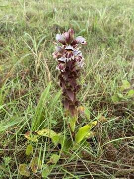 Image de Satyrium sphaerocarpum Lindl.