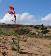 صورة Gladiolus dalenii Van Geel