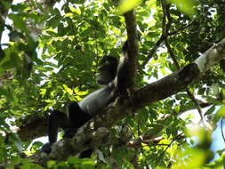 Image of Mexican spider monkey
