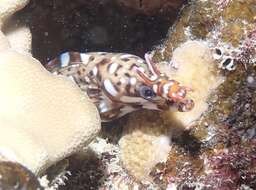 Image of Leopard moray eel