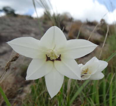 Image of Gladiolus murielae Kelway