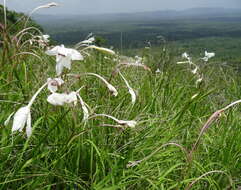 Plancia ëd Gladiolus murielae Kelway