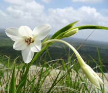 Plancia ëd Gladiolus murielae Kelway