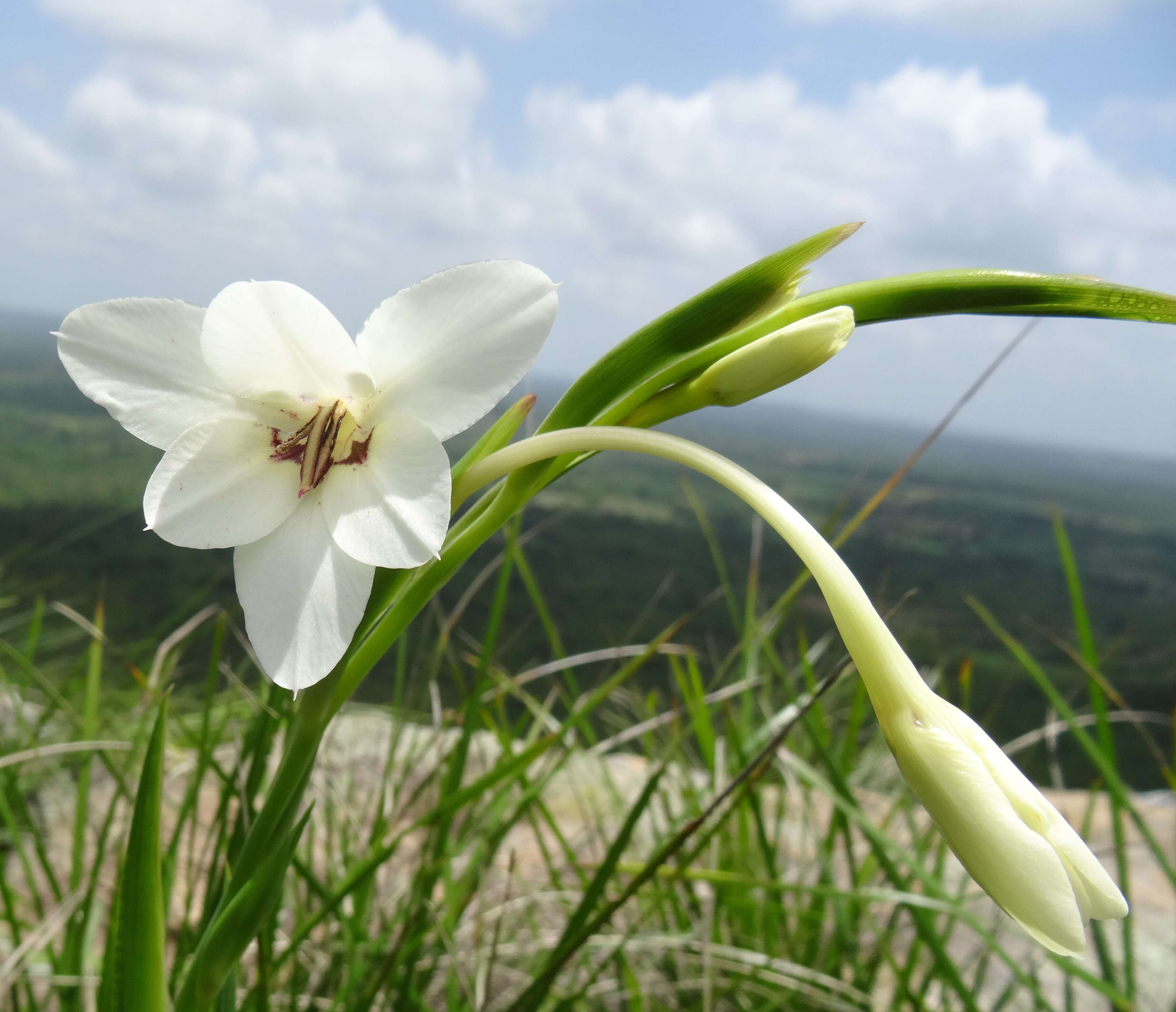 Image of Gladiolus murielae Kelway