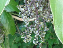 Image of Dendrocnide meyeniana (Walp.) Chew