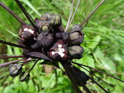 Image of black bat flower