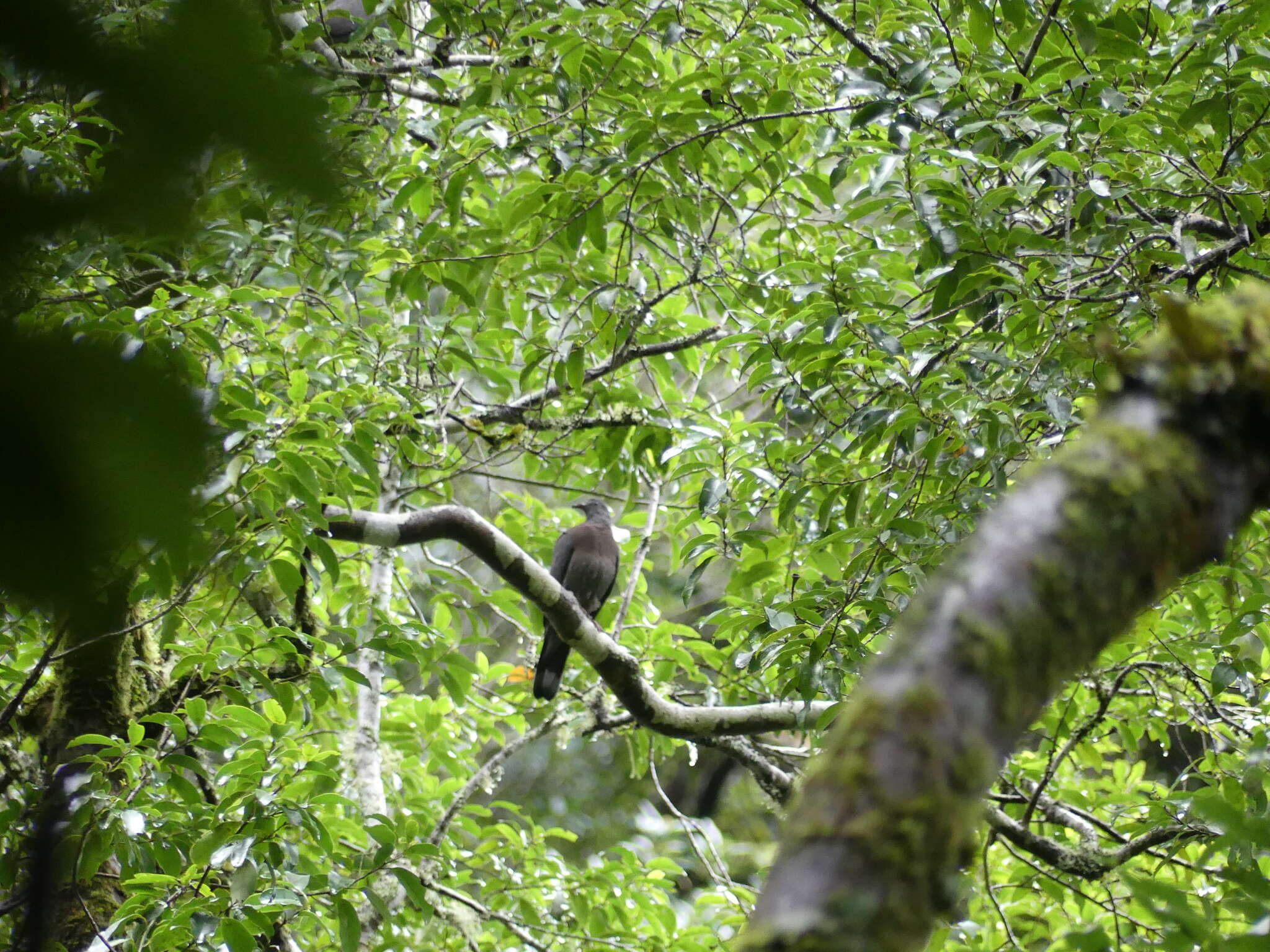 Image of Bolle's Laurel Pigeon