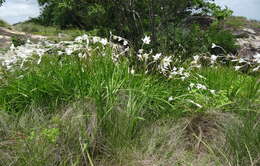 Plancia ëd Gladiolus murielae Kelway