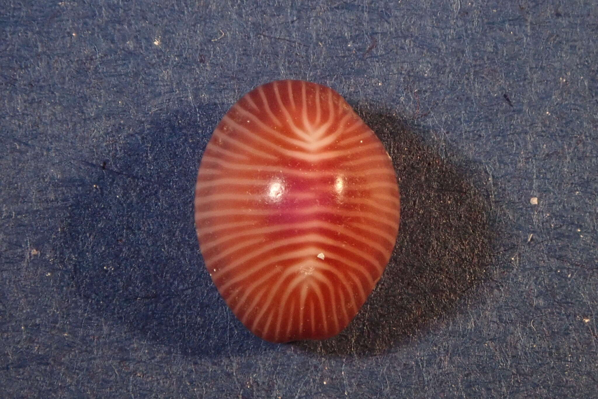 Image of Pseudopusula sanguinea (J. E. Gray ex G. B. Sowerby I 1832)