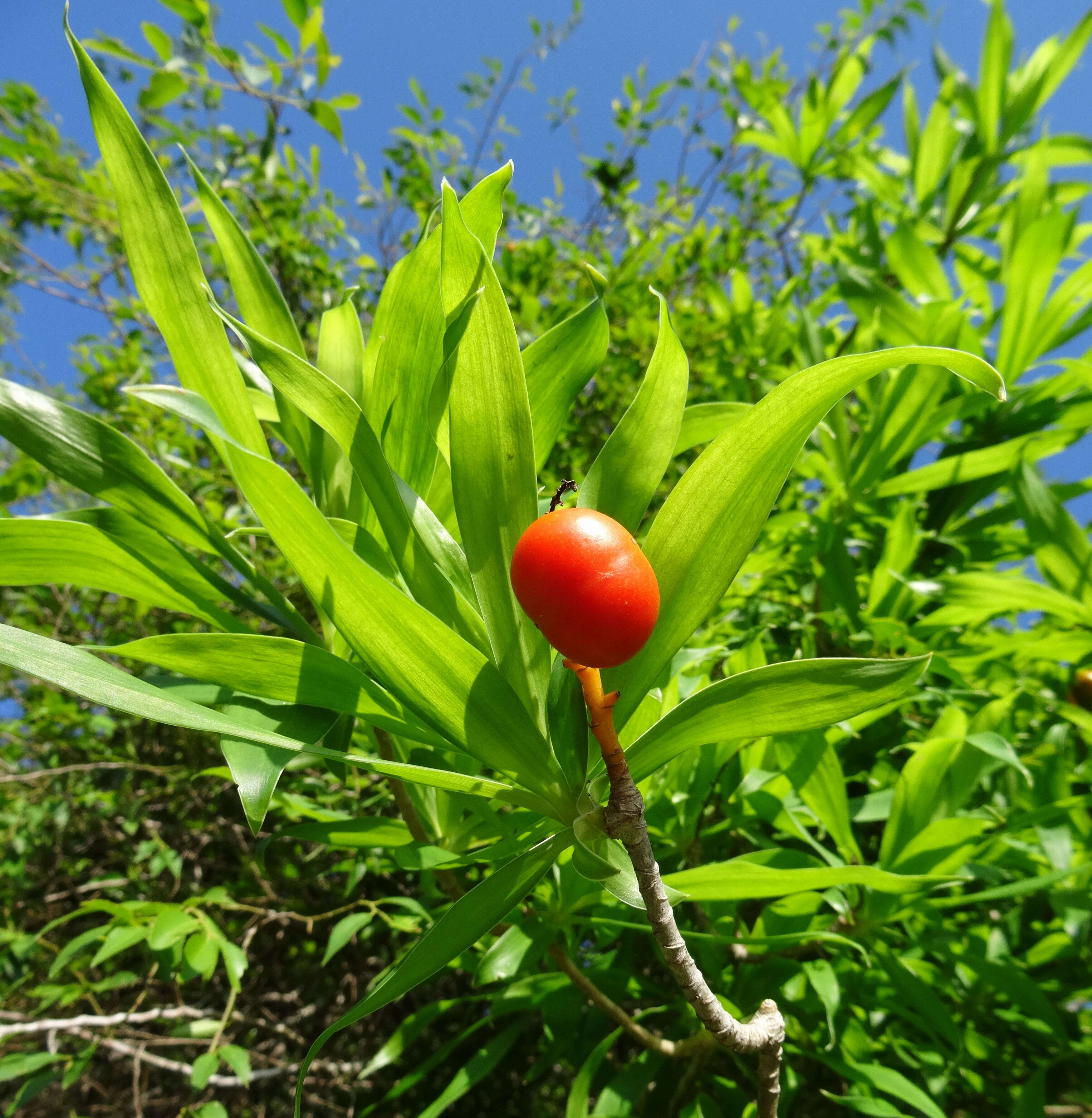 Image of Dracaena reflexa Lam.