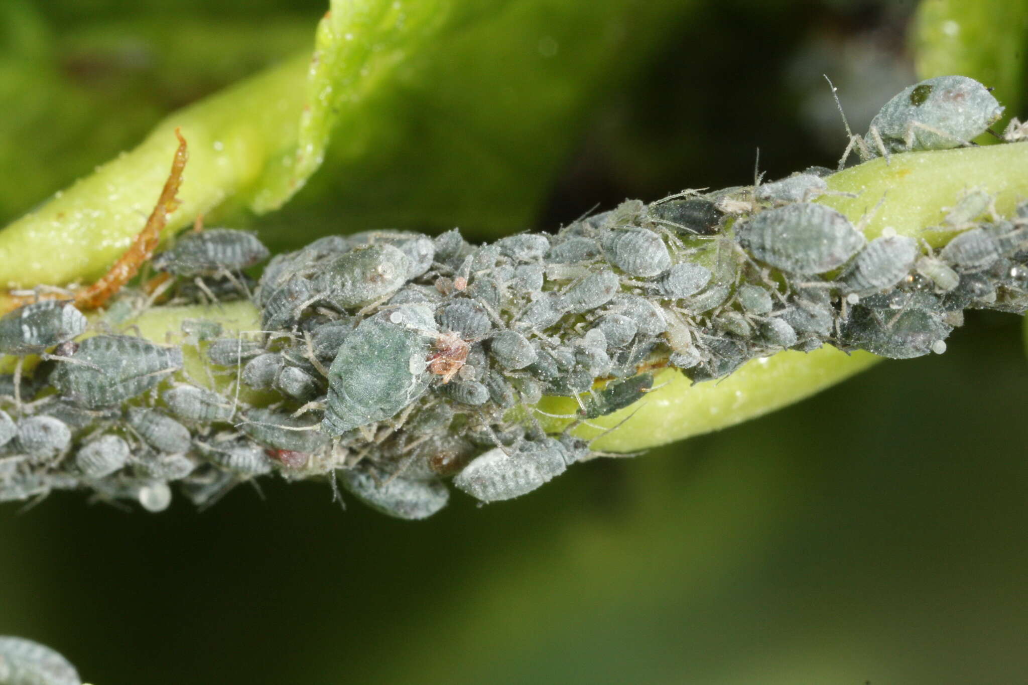 Imagem de Rhopalosiphum padi (Linnaeus 1758)