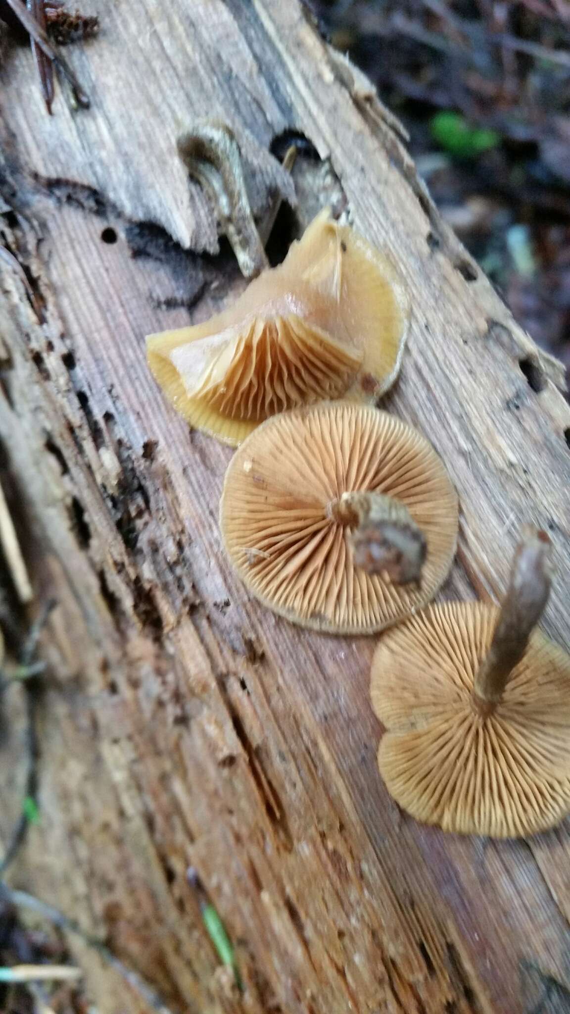 Image of Galerina marginata (Batsch) Kühner 1935