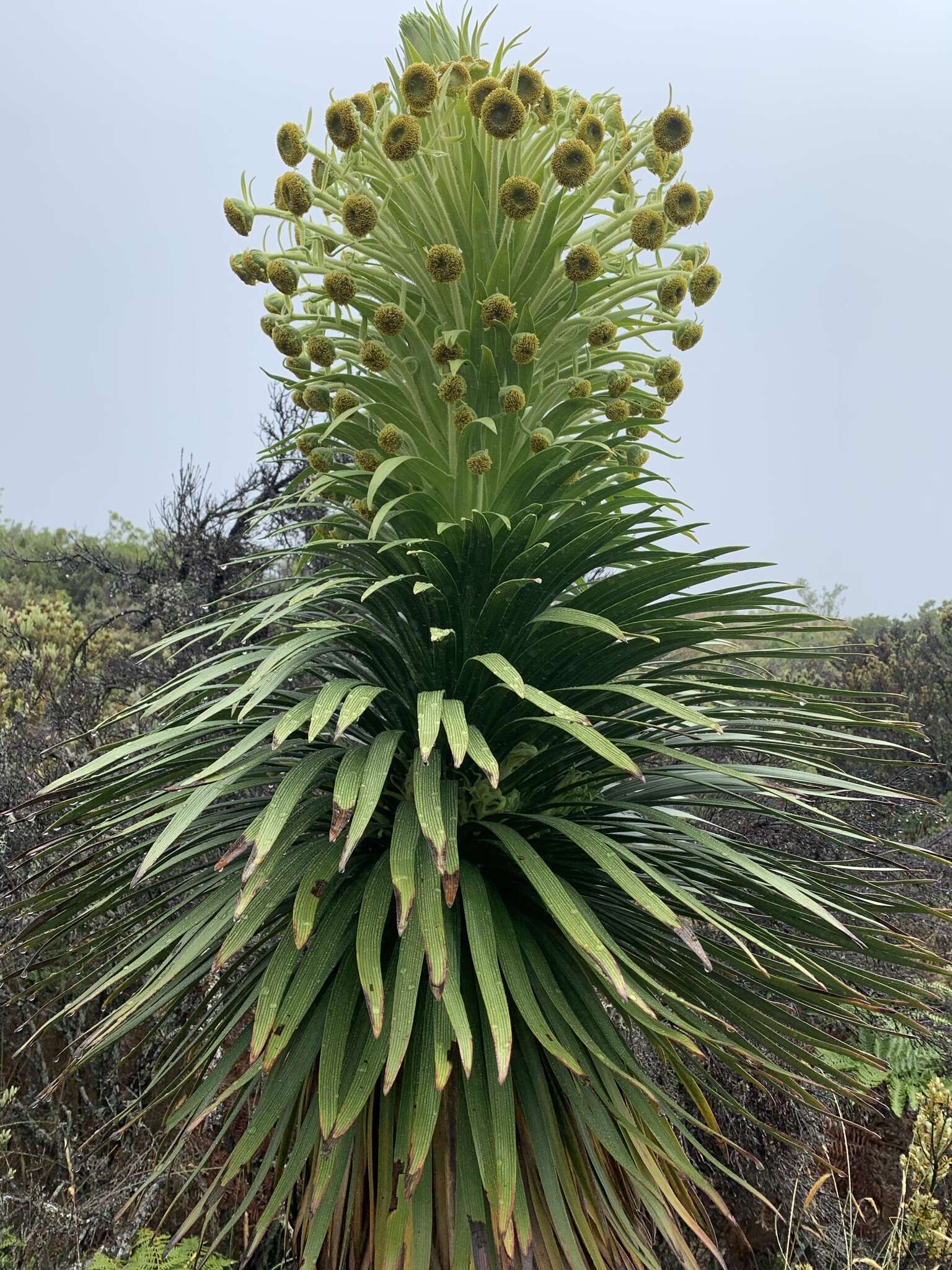 Слика од Argyroxiphium grayanum (Hillebr.) Deg.