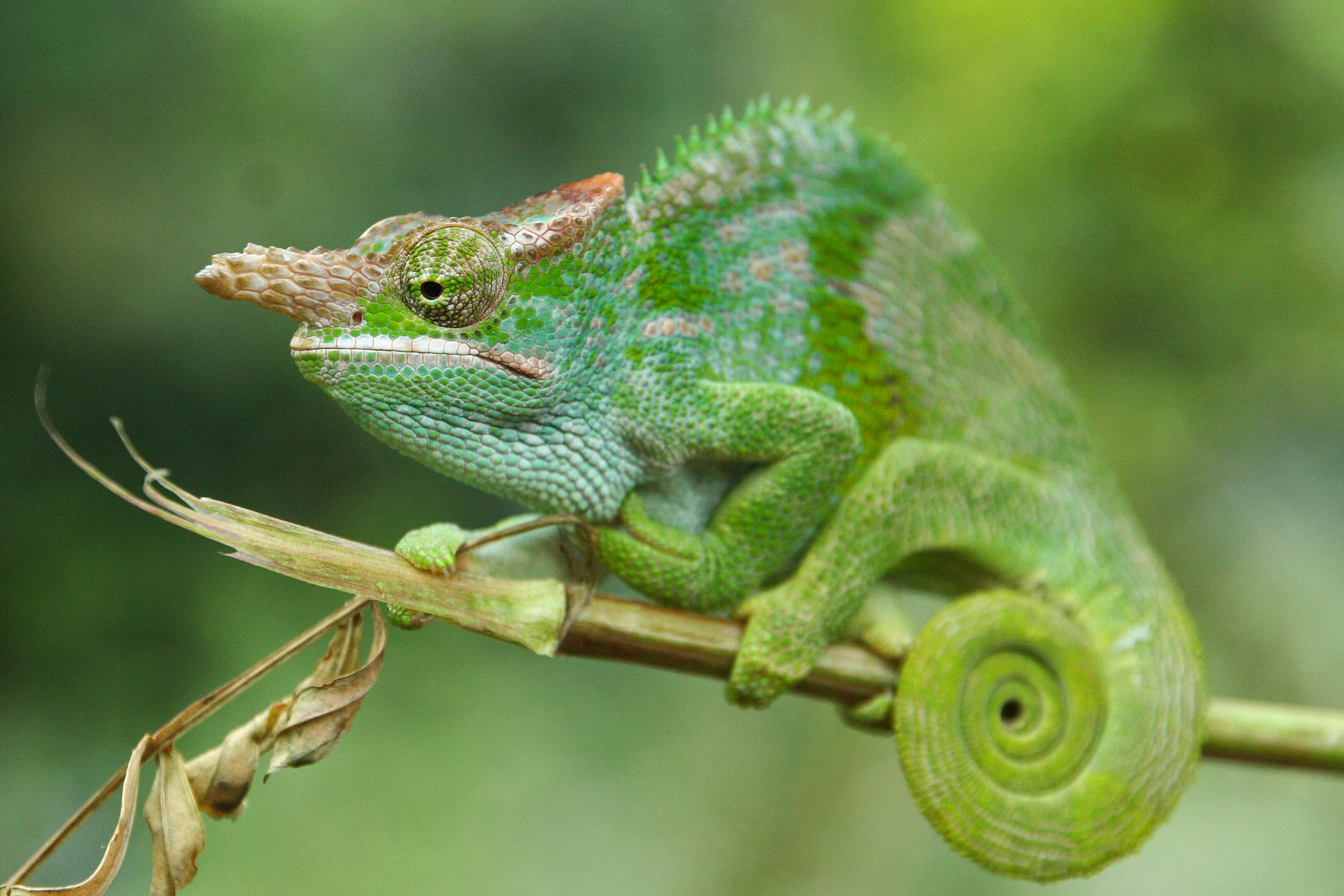 Image of West Usambara Blade-horned Chameleon