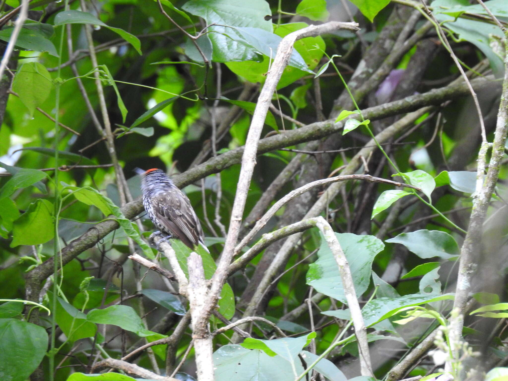 Image of Ocellated Piculet