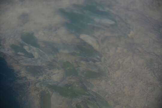 Image of Caribbean Sea-Grass