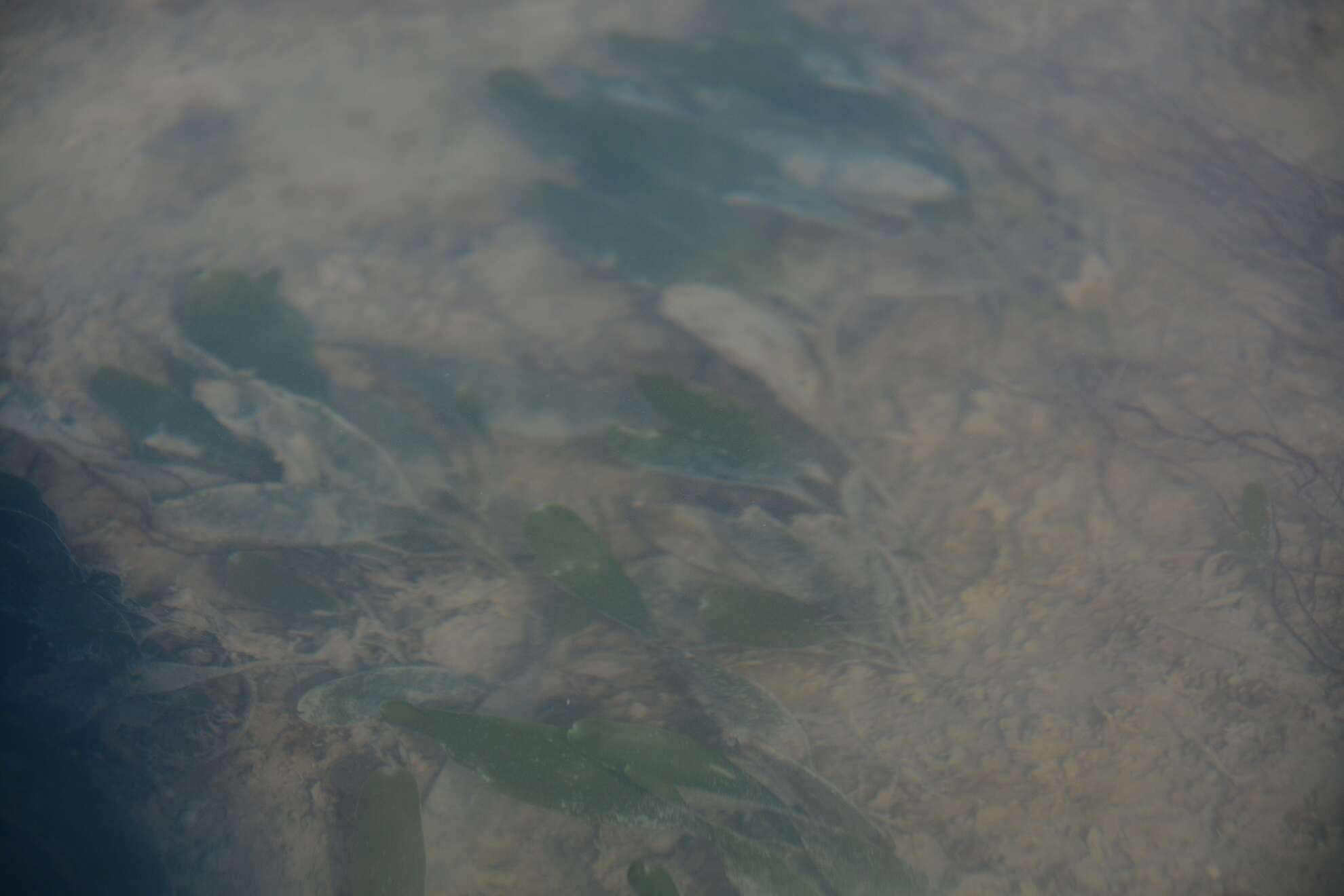 Image of Caribbean Sea-Grass