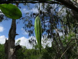 Vincetoxicum carnosum (R. Br.) Benth. resmi