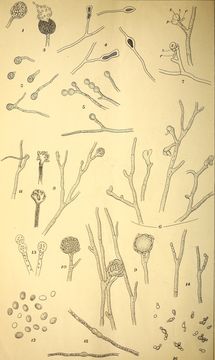 Image of Monascus