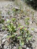 Image of Rattan's monkeyflower